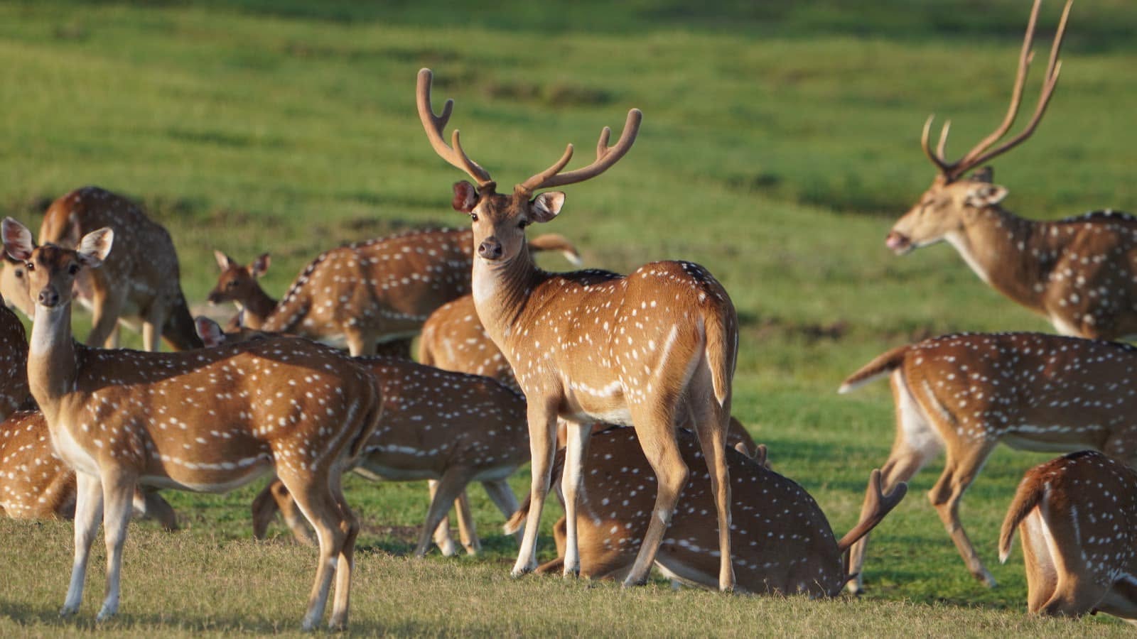 Safari in Yala National Park